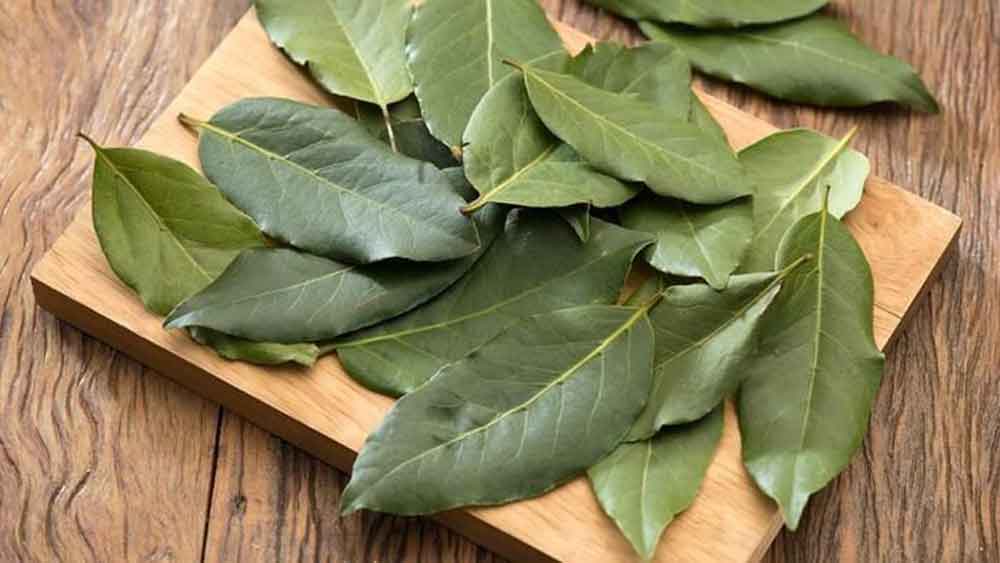 Top 7 Cara Mengusir Dan Membasmi Kecoa Paling Efektif Intiland Com