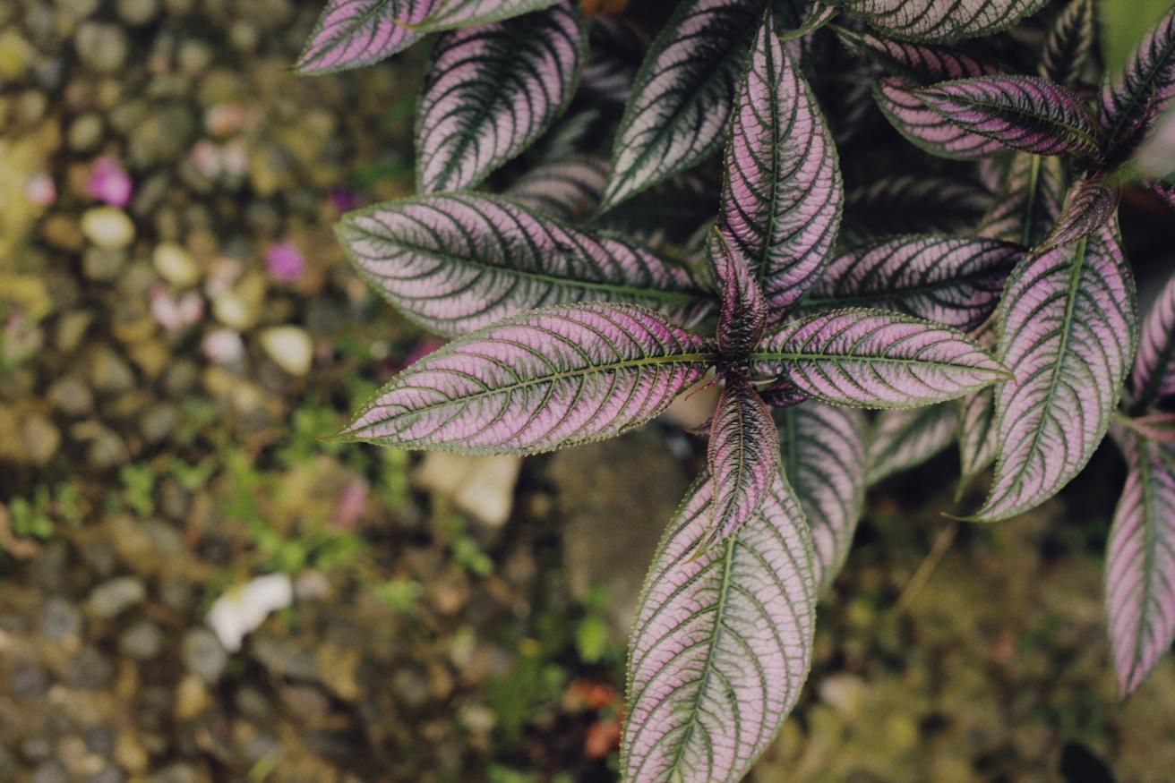 Persian Shield