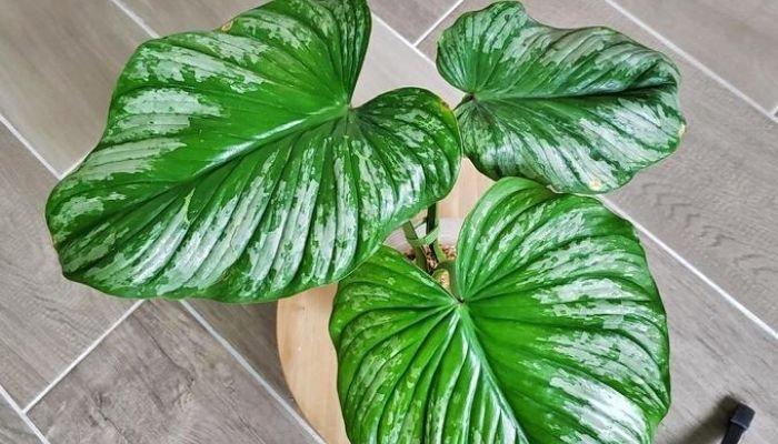 Philodendron Mamei