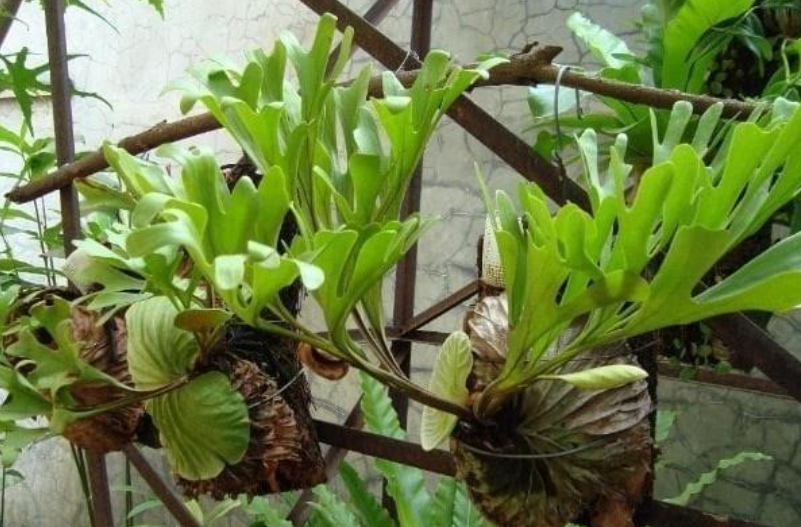 tanaman paku tanduk rusa